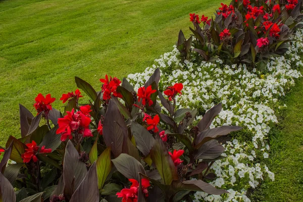 Parco All Aperto Colorato Spazio Concetto Aiuola Con Fiori Bianchi — Foto Stock