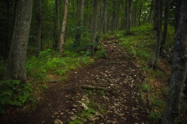 derin orman doğa dağ manzarası yaz renkli gündüz yumuşak odak yalnız iz