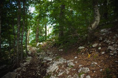 derin orman doğa dağ manzarası yaz renkli gündüz yumuşak odak yalnız iz
