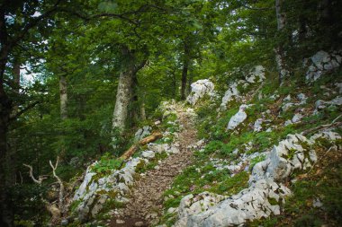 derin orman doğa dağ manzarası yaz renkli gündüz yumuşak odak yalnız iz