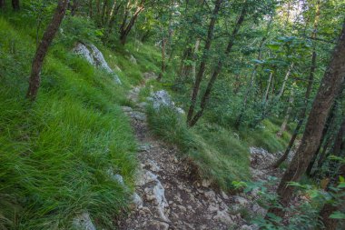 derin orman doğa dağ manzarası yaz renkli gündüz yumuşak odak yalnız iz