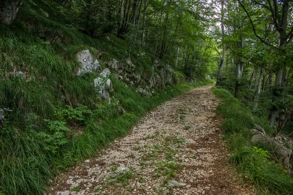 Nieostrość Samotny Szlak Głębokim Lesie Natura Góry Krajobraz Letni Dzień — Zdjęcie stockowe