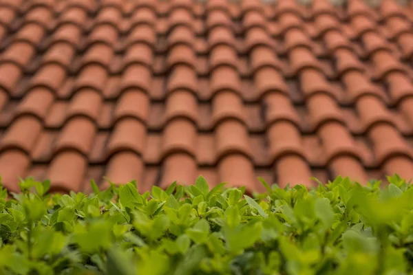 Soft Focus Sea Groene Planten Voorgrond Rode Dak Achtergrond Textuur — Stockfoto