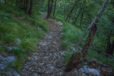 seyahat ve sakin kavramı yürüyen yalnız zemin trail güzel çevre peyzaj arasında yeşil ağaçların yaz günü derin orman açık doğada zaman