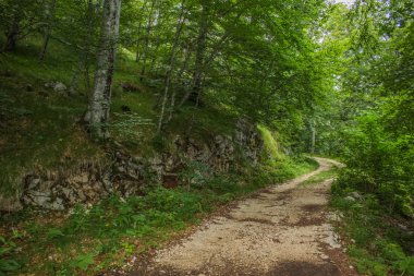 seyahat ve sakin kavramı yürüyen yalnız zemin trail güzel çevre peyzaj arasında yeşil ağaçların yaz günü derin orman açık doğada zaman