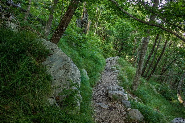 Voyage Marche Calme Concept Solitaire Terrain Sentier Dans Forêt Profonde — Photo