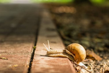 yumuşak odak salyangoz hayvan portre park açık doğal ortamında beton yolda yürürken yaz aylarında günbatımı zamanı sun Ray ve bokeh renkli arka plan üzerinde akşam