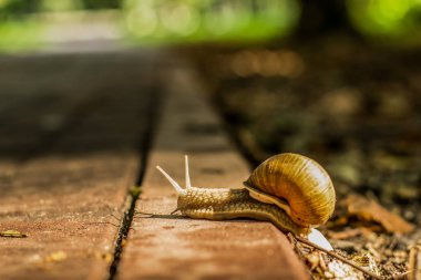yumuşak odak salyangoz hayvan portre park açık doğal ortamında beton yolda yürürken yaz aylarında günbatımı zamanı sun Ray ve bokeh renkli arka plan üzerinde akşam
