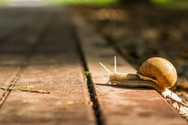 yumuşak odak salyangoz hayvan portre park açık doğal ortamında beton yolda yürürken yaz aylarında günbatımı zamanı sun Ray ve bokeh renkli arka plan üzerinde akşam