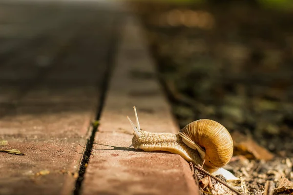 Soft Focus Camminare Lumaca Animale Ritratto Nel Parco All Aperto — Foto Stock