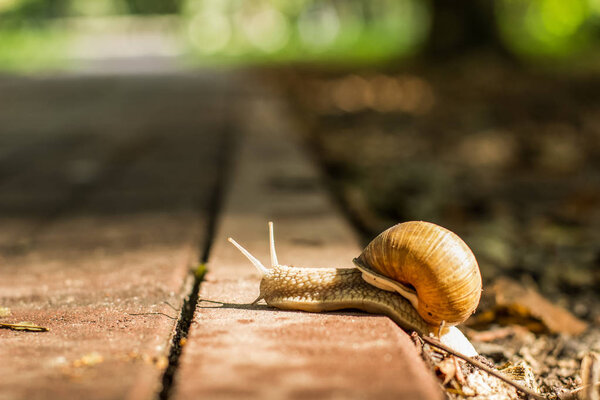 soft focus walking snail animal portrait in outdoor park natural environment on concrete road in summer evening sunset time in sun ray and on bokeh colorful background