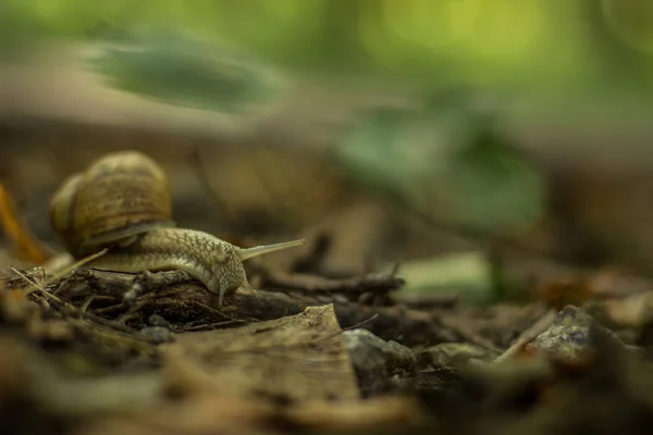 Nieostrość Portret Zwierzę Ślimak Ziemi Między Objętych Liści Środowisku Natura — Zdjęcie stockowe