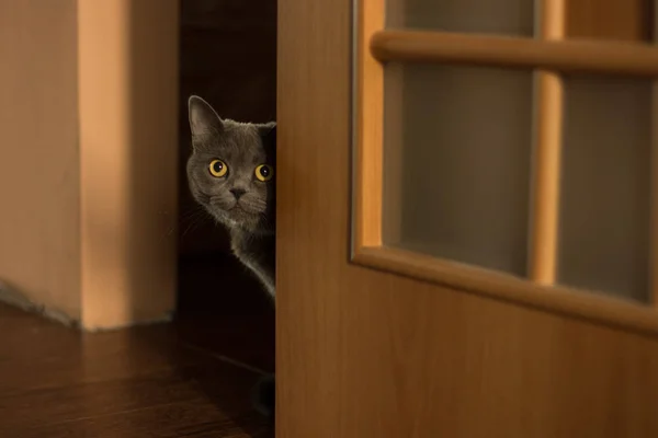 yerli komik ve sevimli Yetişkin İngiliz kedi portre köşe ve boş hall şekilde ev ahşap kapı sarı gözlerle arıyorsunuz 