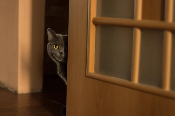 Doméstico Divertido Lindo Adulto Británico Gato Retrato Mirando Desde Esquina — Foto de Stock