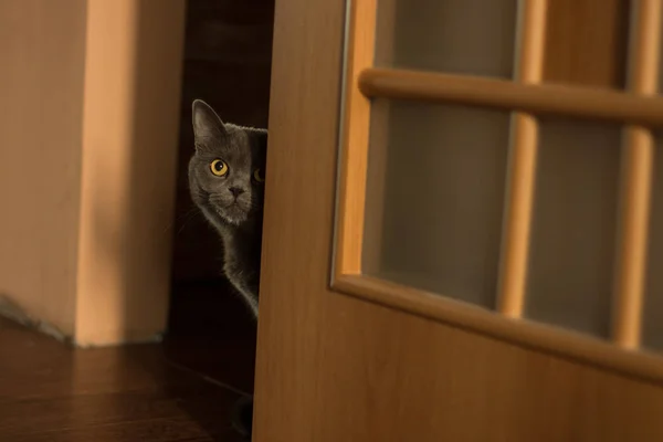 Doméstico Divertido Lindo Adulto Británico Gato Retrato Mirando Desde Esquina — Foto de Stock