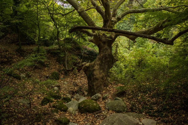 Βαθύ Δάσος Τοπίο Εξωτερική Φύση Έρημο Γραφικό Περιβάλλον Μεγάλο Διακλαδισμένου — Φωτογραφία Αρχείου