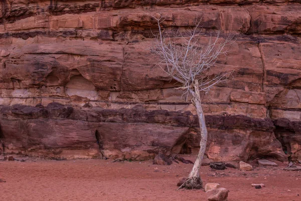 Torra Ensamma Träd Öknen Canyon Vildmark Utomhus Natur Natur Sköna — Stockfoto