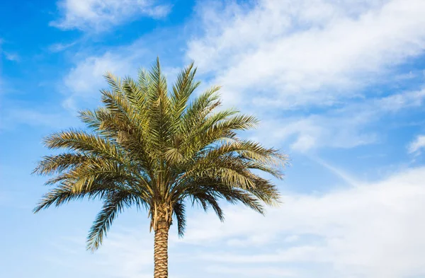Tropic seyahat kavramı resim duvar kağıdı deseni palmiye ağacı üzerinde mavi gökyüzü arka plan, metin veya yazıt için boş kopya alanı ile