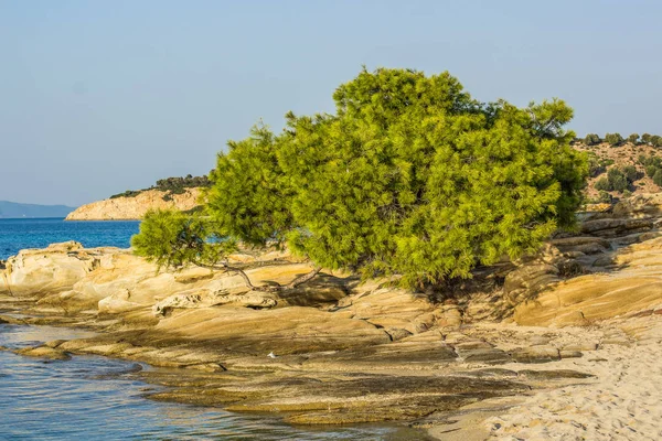 Tropic ada ağaç deniz doğa güzel hava küçük kayalık manzara plaj manzara sedir tatil temizlemek yaz zaman