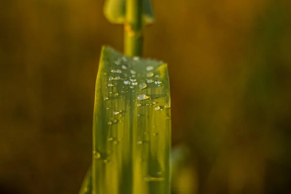 Gotas Matutinas Rocío Planta Verde Dejan Una Fotografía Enfoque Suave — Foto de Stock