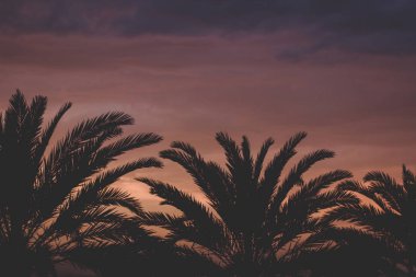 palmiye ağaçları silüetler dalları şekil pembe günbatımı akşam atmosferik zaman modern Instagram moda tonlama fotoğrafçılığı, romantik seyahat coğrafi kavramı, kopya alanı