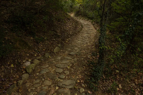 Dunkler Wald Grüne Landschaft Landschaft Wildnis Umwelt Ohne Menschen Und — Stockfoto