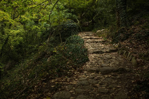 Сказка Зеленый Глубокий Лес Живописный Ландшафт Изогнутой Дорожной Лестницей Прогулочная — стоковое фото