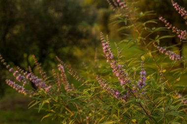 bahar bahçe Çiçek Doğa Vahşi pembe çiçekler 