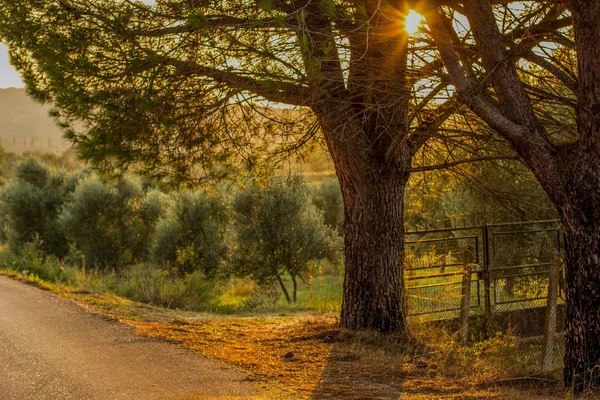 Soft Focus Arbre Parc Extérieur Environnement Rural Avec Coucher Soleil — Photo