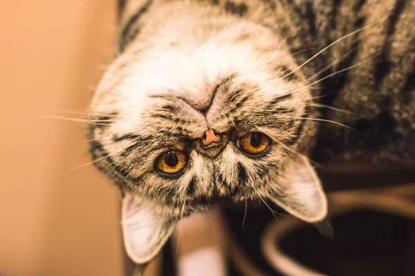 Retrato Gato Exótico Divertido Mirando Cámara Por Los Ojos Amarillos — Foto de Stock