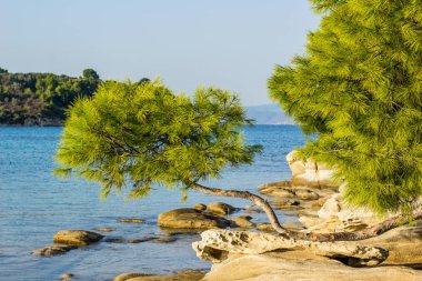 gorgeous picturesque saturated Mediterranean scenic landscape of wilderness rocky beach and vivid green cedar tree on stone ground near shallow sea lagoon waterfront coastline   