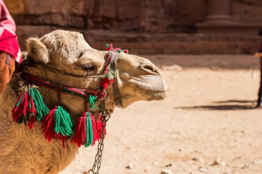 çöl ortamı sarı arka plan, kopya alanı yan yolları tamed Camel profil portre görünümlü