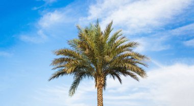 bulutları ile canlı renkli mavi gökyüzü tek Tropic palmiye ağacı Panorama doğa doğal fotoğraf, seyahat duvar kağıdı modeli kavramı, kopya alanı