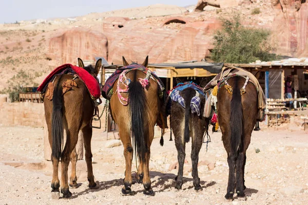 有趣的动物场景驴屁股回到相机在中东干燥沙漠户外环境 — 图库照片