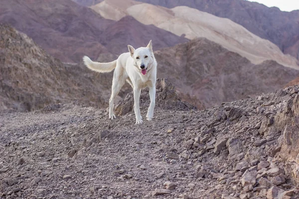 白色狗看着相机在步行和徒步的时间在光秃秃的山区风景优美景观自然中东环境 — 图库照片