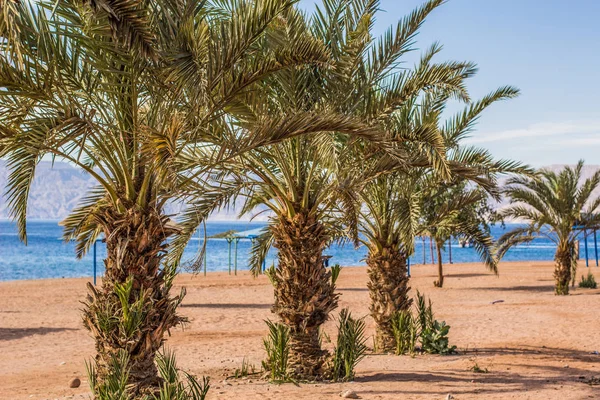 Pintoresca Playa Arena Colorida Con Palmeras Largo Línea Costera Del —  Fotos de Stock