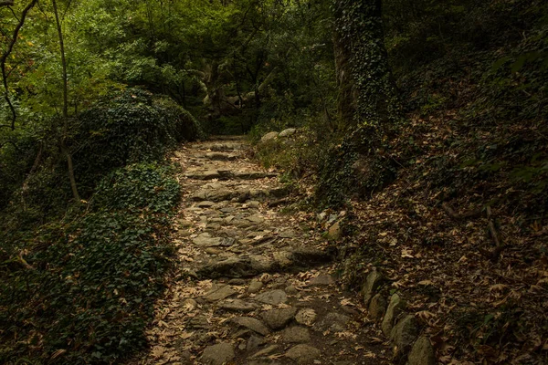 Ciemny Cień Cieniu Kamień Krajobraz Las Pejzaż Samotny Zielony Ścieżka — Zdjęcie stockowe