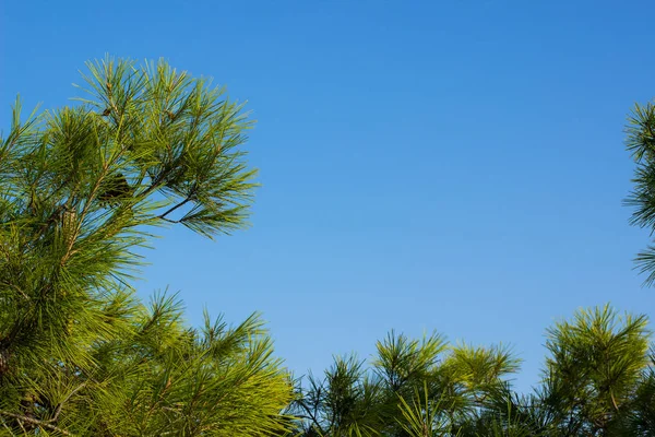 Nadelzweig Auf Blauem Himmel Hintergrund Natürliche Blumen Garten Rahmen Mit — Stockfoto