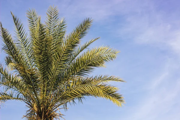 Ramas Palma Árbol Tropical Cielo Suave Cielo Azul Fondo Con — Foto de Stock