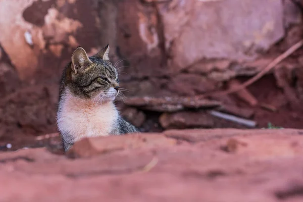 野性的な屋外ストリート大人の猫はどこか荒野の環境で — ストック写真