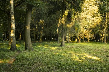 güneş ışığında yeşil ağaçlar yaprakları ve çim ile ortak Doğu Avrupa doğa ormanı manzara manzara görünümü 