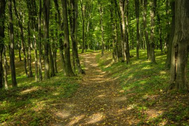 orman yol simetri silik doğal manzara resim erken sonbahar Eylül mevsimi zaman biraz düşen yaprakları ve yeşil ağaçlar ile