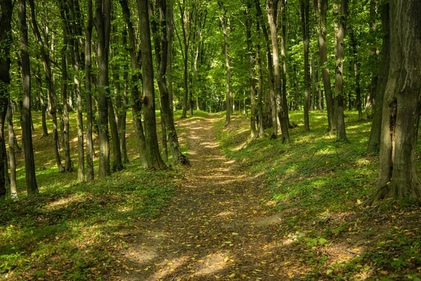 Waldstraße Symmetrie Natürliche Landschaftliche Landschaft Bild Frühen Herbst September Saison — Stockfoto