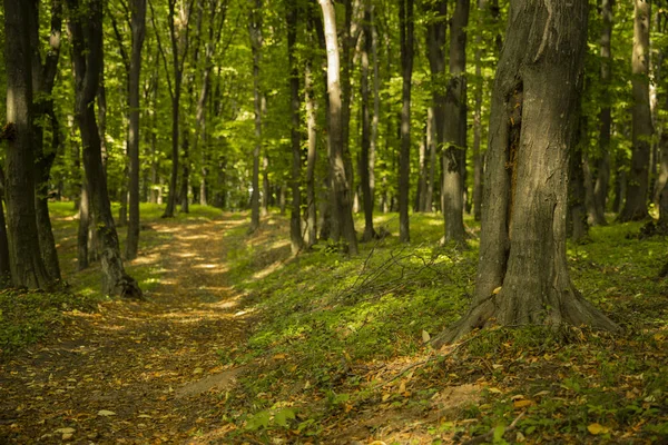 Δάσος Μονοπάτι Χώμα Αύγουστο Αργά Καλοκαίρι Εποχή Του Καιρού Γραφικό — Φωτογραφία Αρχείου