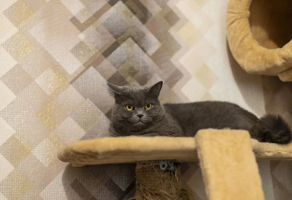 Doméstico Británico Noble Gato Retrato Yacía Una Mascota Suave Mascota — Foto de Stock