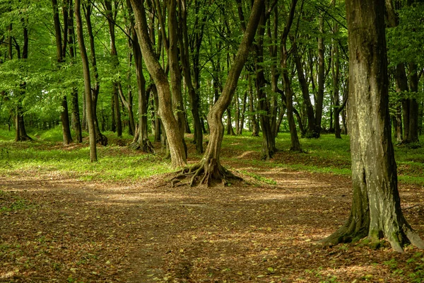 Cuento Hadas Verde Bosque Paisaje Vista Con Pintoresco Árbol Centro —  Fotos de Stock