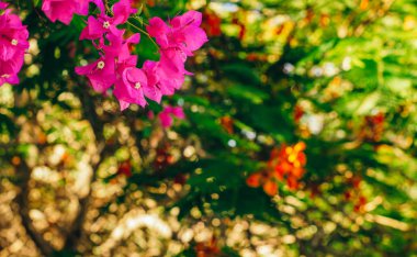 bahar zamanında bir ağaç dalları üzerinde canlı gül çiçeği çiçeği, odaklanmamış renkli bulanık arka plan ile yumuşak odak duvar kağıdı doğal fotoğraf 