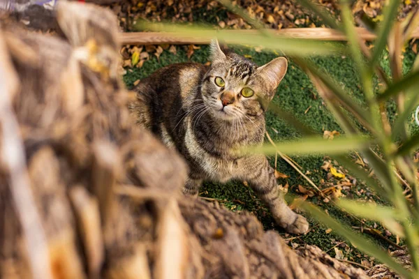 Blinde Katze Porträt Emotion Bewegung Zeit Garten Natürlichen Raum Umwelt — Stockfoto
