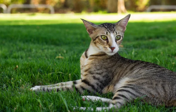 Lustig Überrascht Katze Gesichtsausdruck Anblick Porträt Auf Park Freien Grüne — Stockfoto