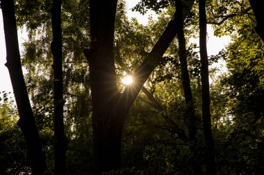 orman ağacı dalları siluetleri dramatik doğa manzara görünümü ile gün batımı ışık 